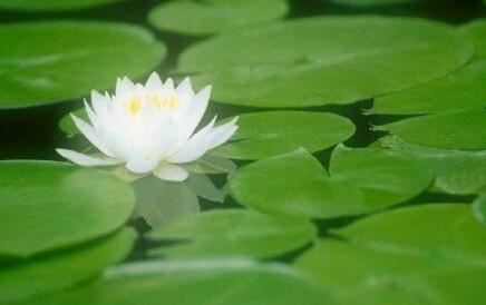 风水上绝命位适合怎么安排，化解绝命最有效方法？