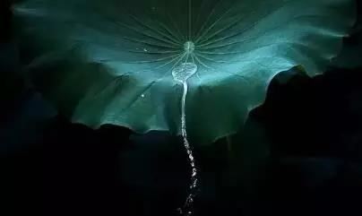 做过种生基的名人有很多，基本上都能有效改变运势