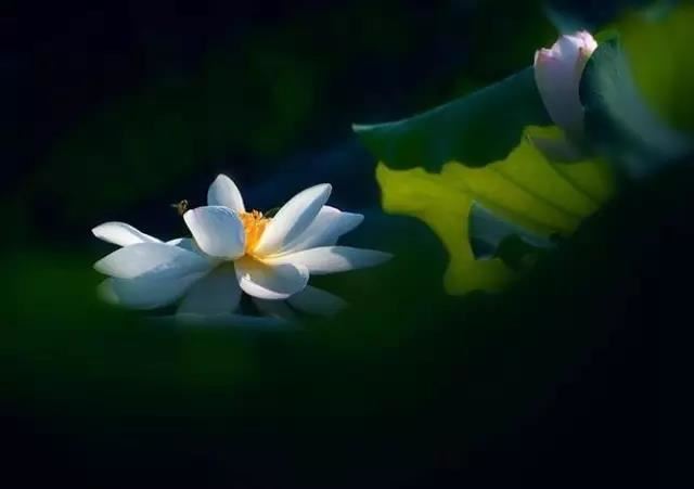 属蛇养什么盆景树