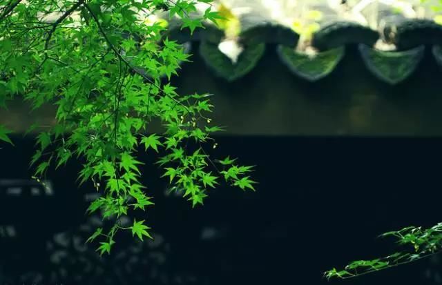 正缘和正桃花有什么区别？深入探寻两者的内涵和特点，或许会对你的情感认知产生启示。