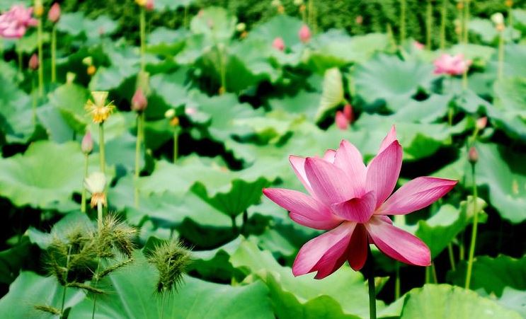 家居客厅风水摆设？沙发的摆放怎样才正确？