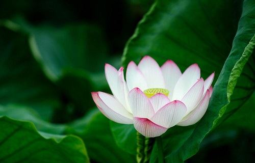 男宝宝虎年名字缺火土