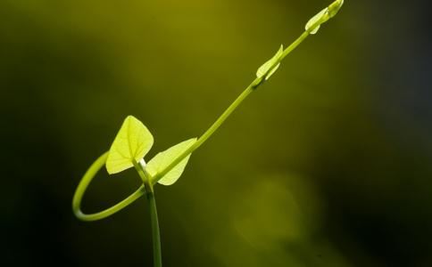 属羊双子座男生性格特点