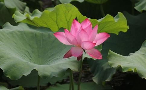 出生4月11是什么星座11月4日出生的是什么星座？