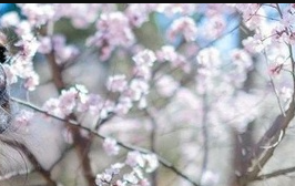 最易遇桃花运的命格—男命身旺而伤官生偏财