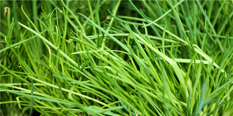 金钱树茎干瘪的补救方法