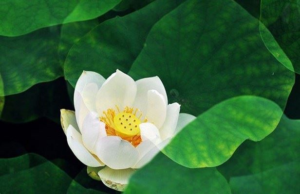 八字从格的判断方法和如何取用神？